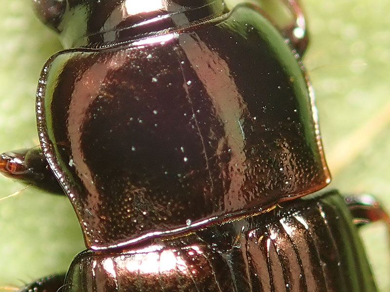 Carabo di Natale: Harpalus distinguendus